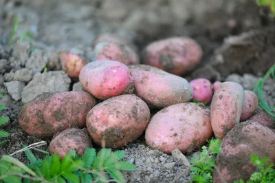 Краевой Россельхознадзор дал рекомендации по выбору картофеля на посадку