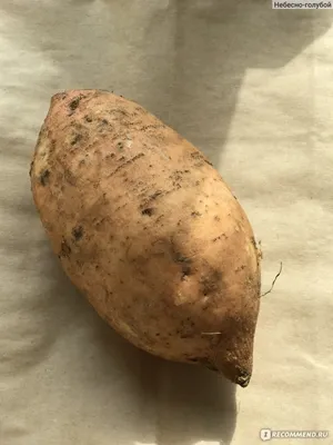 Батат(сладкий картофель) (Египет) — Lubmax