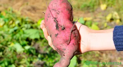 Овощеводы из Житомирской области культивируют сладкий картофель - На пенсии