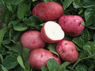 Картофель белая роза фото фото