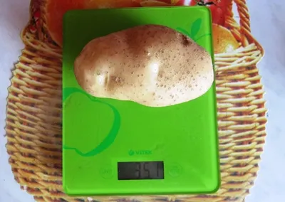 Картофель Сынок (Богатырь), посадочный материал 1 кг | Favseeds.ru  интернет-магазин редких растений