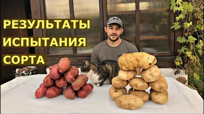 Семенной картофель \"Сынок\" (Богатырь), (Лапоть) купить в Смоленске | Товары  для дома и дачи | Авито