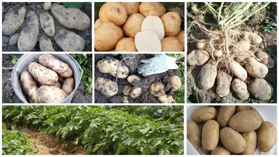 Удобрение Органика Сибирский богатырь картофель 5в1 5л (6)