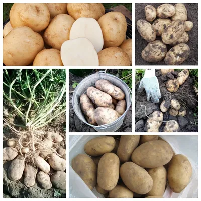 13 наиболее крупных и урожайных сортов картофеля – что стоит выбрать для  посадки | GardenLife | Дзен
