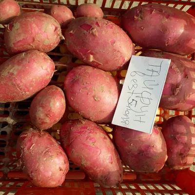 Сибирский богатырь 5 в 1, активный биокомплекс, органика, для посадки  картофеля, 5 л (3,6 кг) в Центральной Стройбазе купить по низкой цене