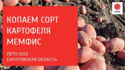 Урожай – 2022\": на традиционной осенней ярмарке томичи приобрели более 30  тонн картофеля