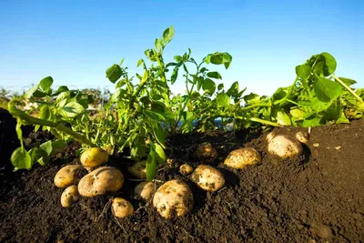 Kartofel pod senom 2 | Картофель, Посадка картофеля, Картошка