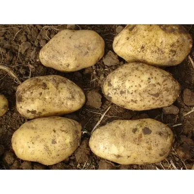 Семенной картофель редких сортов - 2024. ПРИЕМ ЗАКАЗОВ ОТКРЫТ! | Дачная  Коллекция