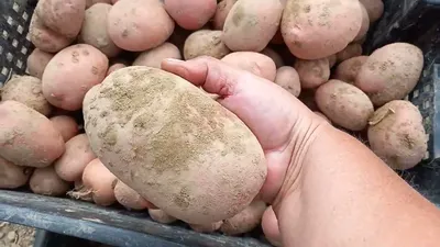 Жители Томска купили более 30 тонн картофеля на ярмарке \"Урожай-2022\" -  KP.RU