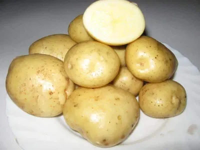 Картофель семенной Ажур Элита 3кг купить в Екатеринбурге в  интернет-магазине ДОМ