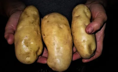 Какие ранние сорта картофеля самые лучшие - как правильно сажать картофель  | OBOZ.UA