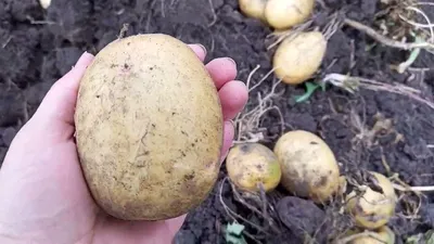 Высокоурожайный сорт картофеля для посадки в 2023 г - YouTube