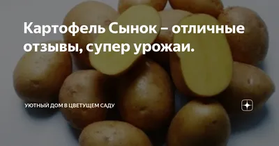 Любимый картофель - описание сорта и как выращиваю | Антонов сад - дача и  огород | Дзен