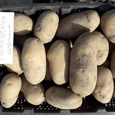 В Суйде выберут «картофельного богатыря» - Гатчинская правда