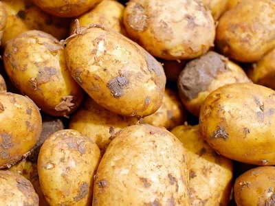 Картофель Гала (Gala) | Сорта картофеля