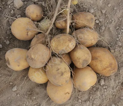 Россия в 2022 году может достичь продбезопасности по картофелю –  Агроинвестор