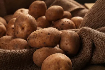 Сажаем гибриды картофеля с высокой устойчивостью к колорадскому жуку |  Идеальный огород | Дзен