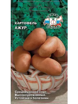 Врач Кашух рассказал о вреде картофеля при неправильном хранении -  SmolNarod.ru