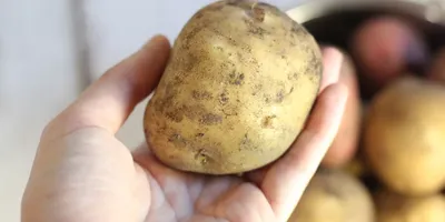 Урожай картофеля в Крыму составил 55 тысяч тонн - KP.RU