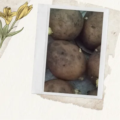 BB.lv: Как идеально пожарить картошку: 5 секретов от бывшего шеф-повара  Елизаветы II