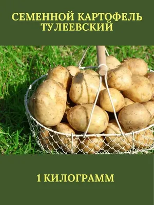 Запечённый картофель (ПП) - рецепт автора Елизавета