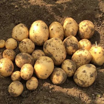 Эксперты спрогнозировали осенние цены на картошку: ждать ли роста - МК