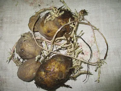 В Молдове подешевели овощи и картофель
