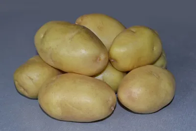Картофель импала сорта фото фотографии