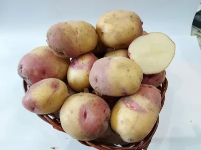 Сорт картофеля Иван да Марья: характеристика, описание с фото, отзывы