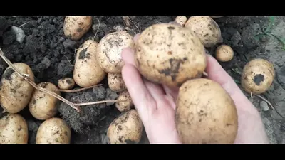 Overview of potato varieties in 2019. Weather tests successfully passed:  Ivan da Marya, Carrera, Ga - YouTube