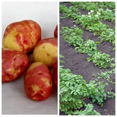 Картофель Иван-да-Марья: описание сорта, способы выращивания | Идеальный  огород | Дзен