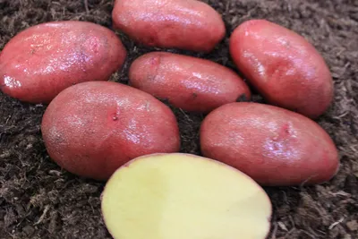Фото до оголошення: продам некондиционный картофель! Сорт - Иван да Марья —  Agro-Ukraine
