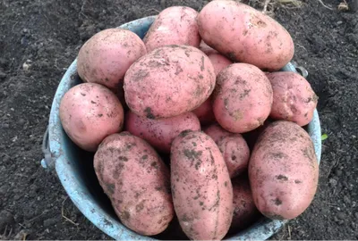 ТОП-12 урожайных сортов картофеля под любые вкусовые предпочтения и  кулинарные нужды! | Флористикс Инфо | Дзен
