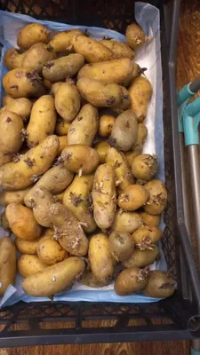 Семенной картофель почтой