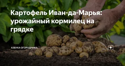 Продам картошку в сетках - Сорт:Иван да Марья, Пикассо, синяя - Сумская обл  — Agro-Ukraine