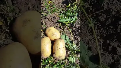 Картошка 40 дневка 🥔Семенной Картофель Сенсейшн🥔Голландские Сорта  Картофеля - YouTube