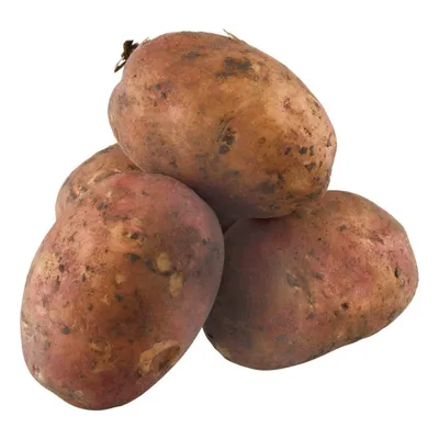 Продам картофель Иван да Марья, купить картофель Иван да Марья, Сумская обл  — Agro-Ukraine