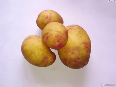Продам картофель - Сорт Иван да Марья, Полтавская обл — Agro-Ukraine