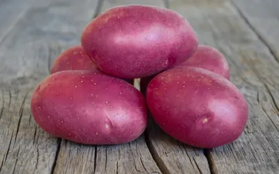 Урожай картофеля «Губернатор», от картофелевода Олега Телепова. - YouTube