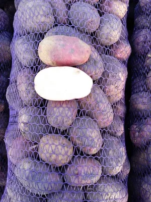 Фото к объявлению: продам картофель! Сорт - Иван да Марья — Agrotorg