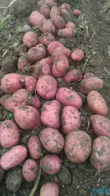Новые урожайные сорта картофеля | PRO ОГОРОД | Дзен
