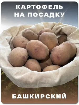 Садовник Семенной картофель \"БАШКИРСКИЙ\"
