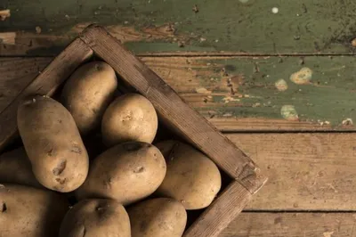 В первый день выставки «Картофель-2022» жители ЧР купили 35 т картофеля |  СЕЛЬСКОЕ ХОЗЯЙСТВО:Подробности | СЕЛЬСКОЕ ХОЗЯЙСТВО | АиФ Чебоксары