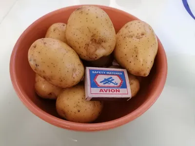 Молодая да ранняя: сорта картофеля Жуковский и Каратоп для летнего  потребления | уДачный проект | Дзен