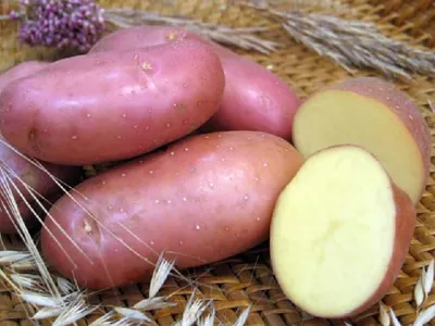 картофель семенной Кураж среднеранний купить в Самаре по цене 76 руб.