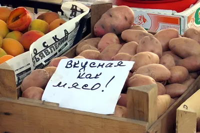 Картофель семенной клубни, картофель для посадки Дача №1 145744402 купить в  интернет-магазине Wildberries