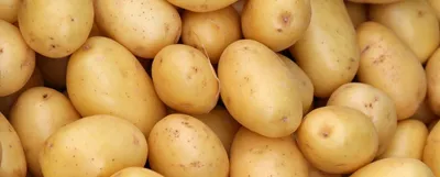 Картофель цвета индиго – Своё Фермерство