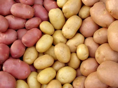 На выставке «Картофель-2021» покупателям будет представлено 32 сорта  семенного картофеля | Канашский муниципальный округ Чувашской Республики