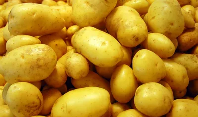 Купить семена картофеля адретта в интернет магазине недорого — купить по  низкой цене на Яндекс Маркете