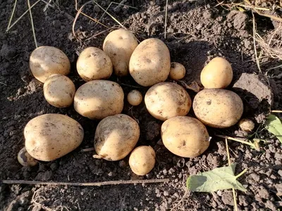 Отечественный сорт картофеля - ООО «Агрофирма «КРиММ»